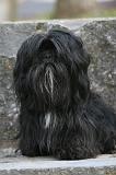 LHASSA APSO 209